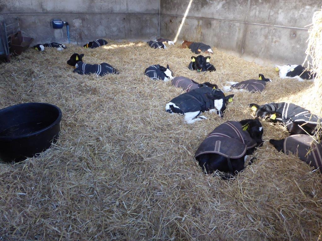 Dairy calf welfare and the housing environment AHDB